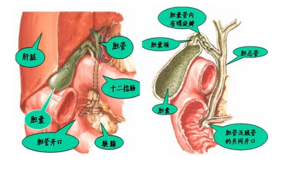 膽囊治療管理新應(yīng)用技巧