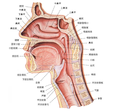 正確認識什么是咽音以及它的保健作用