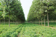 淺談當(dāng)下農(nóng)業(yè)科技發(fā)展管理模式林業(yè)職稱論文發(fā)表期刊