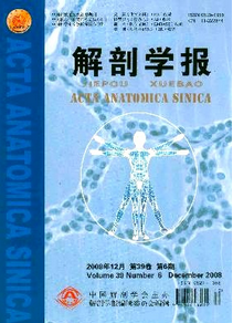 解剖學報