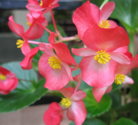 論文發(fā)表談當(dāng)下園林栽培技術(shù)管理的新發(fā)展措施