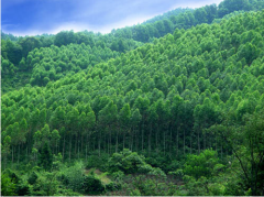 園林論文發(fā)表正確認(rèn)識當(dāng)前林業(yè)改革新發(fā)展制度