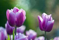 電化教學的生物教學管理方案