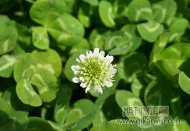 種植論文發(fā)表